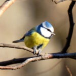 Blaumeise