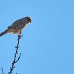 Turmfalke