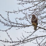 Mäusebussard