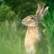 Feldhase