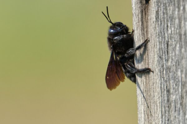 Blauschwarze Holzbiene
