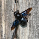 Blauschwarze Holzbiene