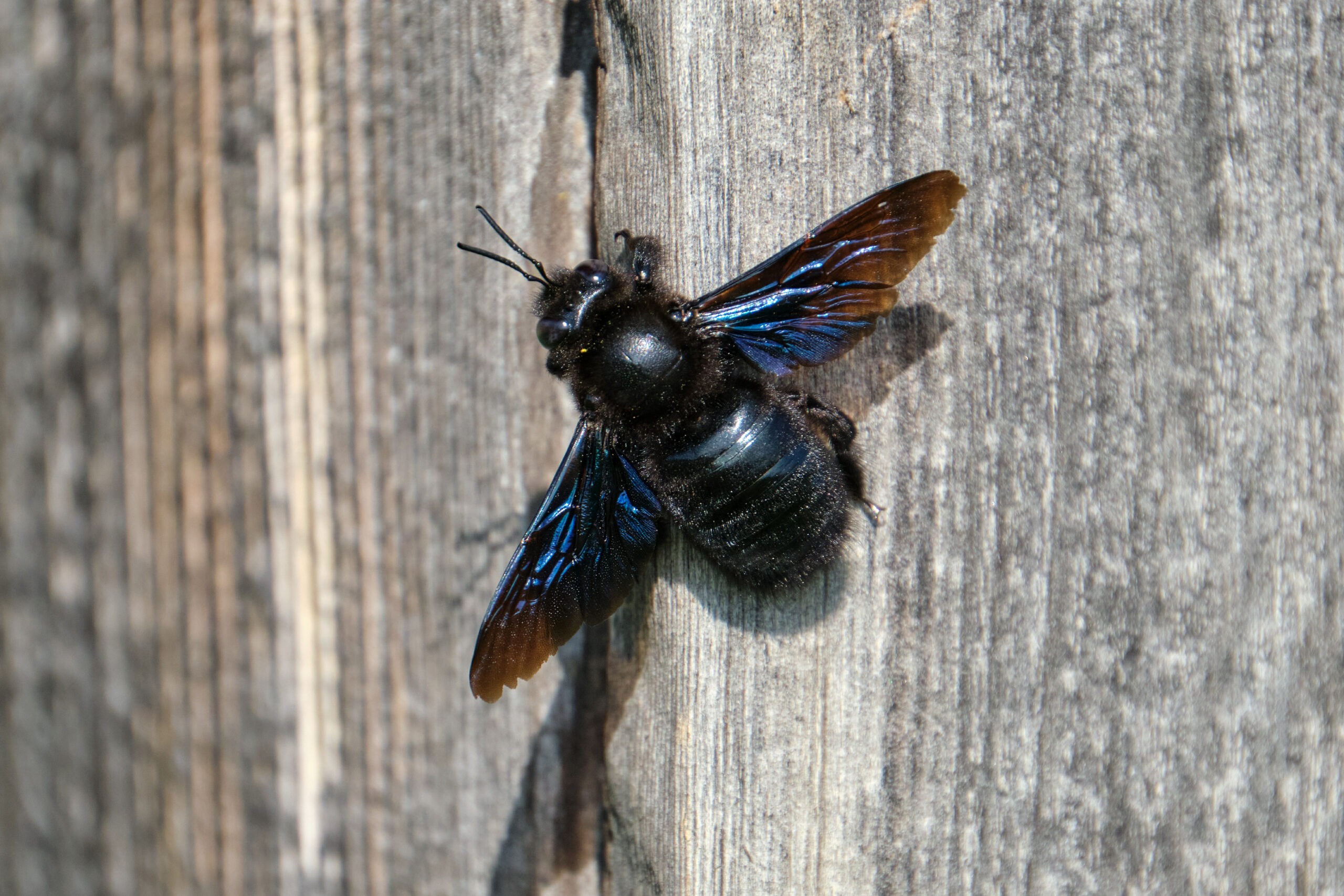 Blauschwarze Holzbiene