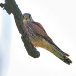Turmfalke