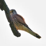 Turmfalke