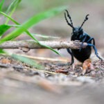 Schwarzblauer Ölkäfer