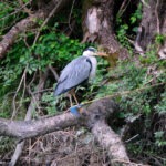 Graureiher und Eisvogel