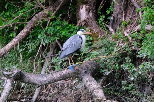 Graureiher und Eisvogel