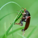 Maikäfer