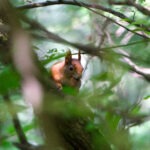 Eichhörnchen