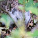 Igel