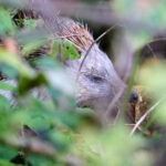 Igel