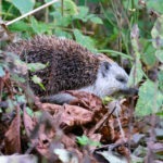 Igel