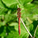 Heidelibelle